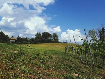 Scenic view of field against sky