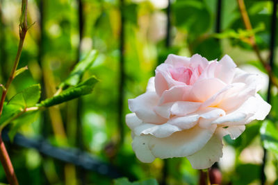 Close-up of pink rose