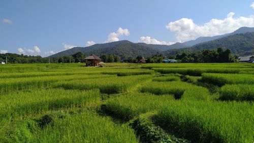 Scenic view of agricultural field against sky