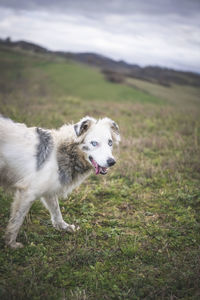 A border collie with bright blue eyes walks in the field