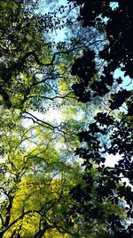 Low angle view of trees