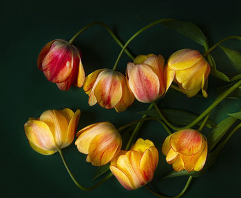 Close-up of pink flowering plant against black background