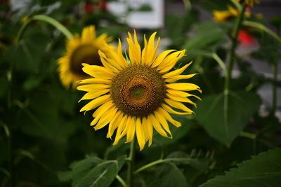 Beautiful sunflower with natural background, sunflower blooming image