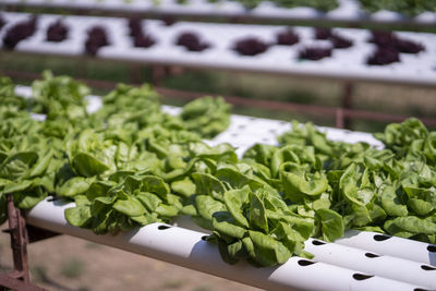 High angle view of chopped vegetables for sale in market