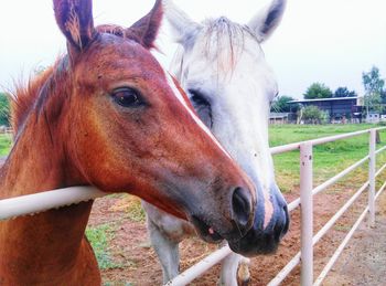 Close-up of horses in ranch