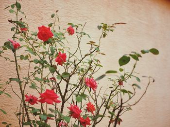 Close-up of red rose against wall