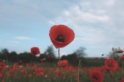 Close-up of red flower blooming in field