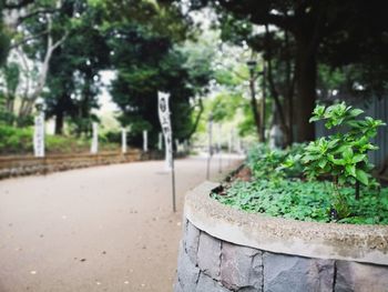 Close-up of plants in garden