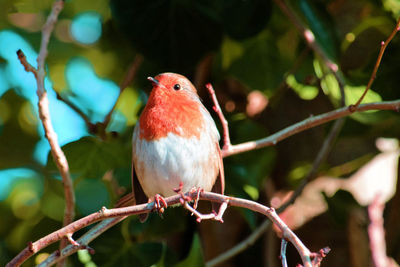 Close-up of bird perching on tree