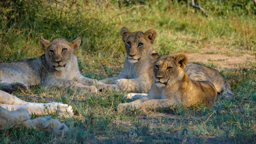 Lioness sitting on field