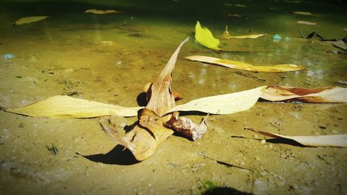 High angle view of dry maple leaves