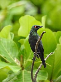 Close-up of asian glossy starling perching on branch