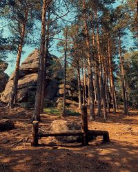 Trees in forest