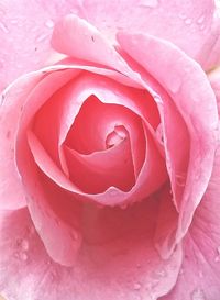 Close-up of pink rose