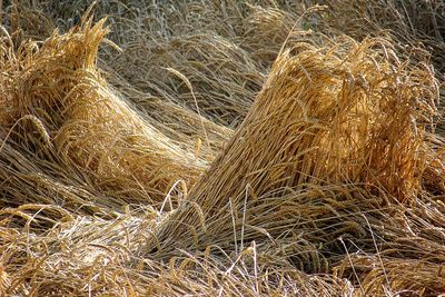 Full frame shot of hay bales on field