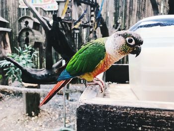 Close-up of parrot perching on wood