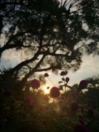 Close-up of red flowering plant against cloudy sky