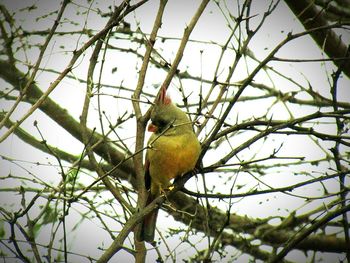 Low angle view of bird perching on tree against sky