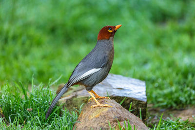 Close-up of bird perching on grass