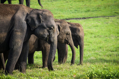 Elephant on field