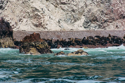 Rare view of sea lions on shore