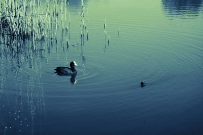 High angle view of ducks swimming in lake