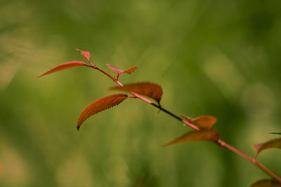 Close-up of red flowering plant