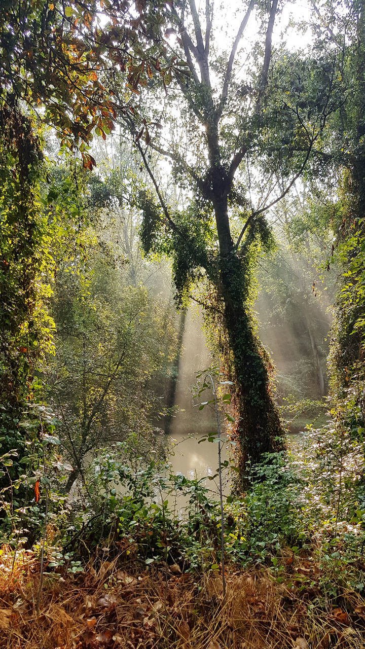 TREES AND PLANTS GROWING ON LAND