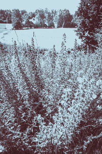 Close-up of snow covered trees in forest