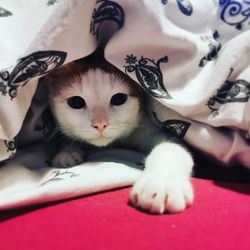 Close-up of cat lying on bed