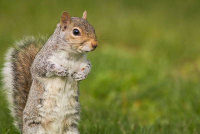 Close-up of squirrel on field