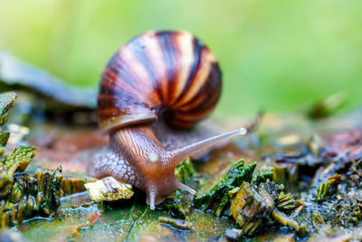 Close-up of snail on plant