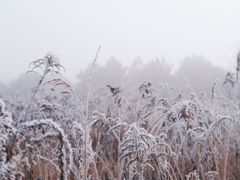 Close-up of frozen plants on field against sky