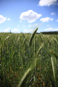 Close-up of wheat growing on field against sky