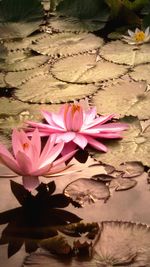 Close-up of pink lotus water lily in pond