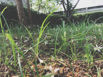 Close-up of grass growing on field