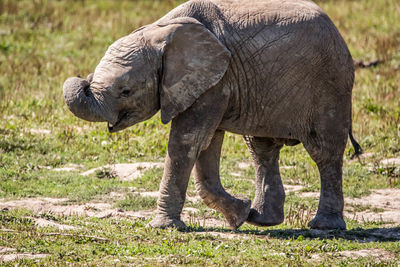 Elephant standing in a field