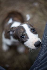 Close-up portrait of dog looking at camera