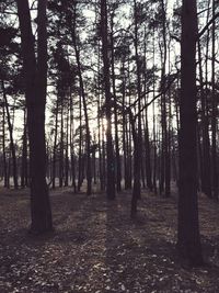 Trees in forest against sky