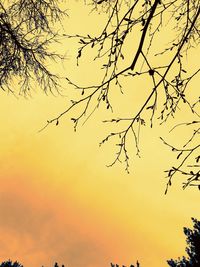 Low angle view of silhouette tree against sky during sunset