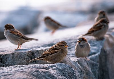 Flock of sparrows on rock