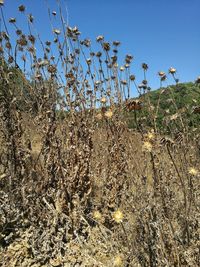 Plants growing on field against clear sky