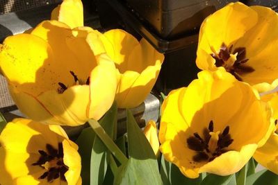 Close-up of yellow flower