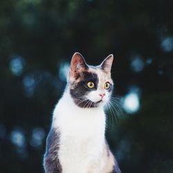 Portrait of cat