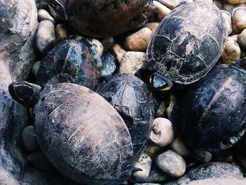 Full frame shot of shells