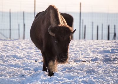 Buffalo on snow covered field