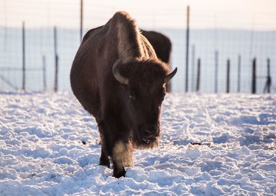 Horse on snow covered field