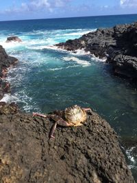 High angle view of crab on beach against sky