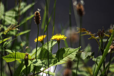 Close-up of yellow flowering plant