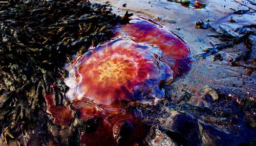 Close-up of jellyfish